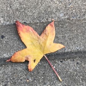 Meet your Posher, Gabby